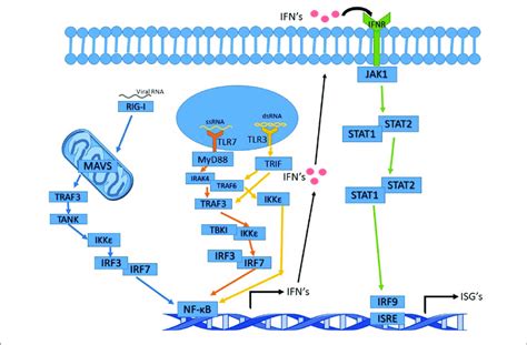 Interferon Signaling Pathway Altered By Ns Tlr7 Pathways Arrows Are