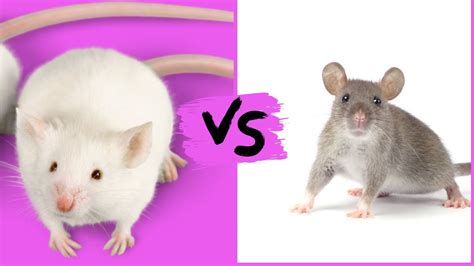 Difference Between Mice And Rats Difference Between A Mouse And A Rat