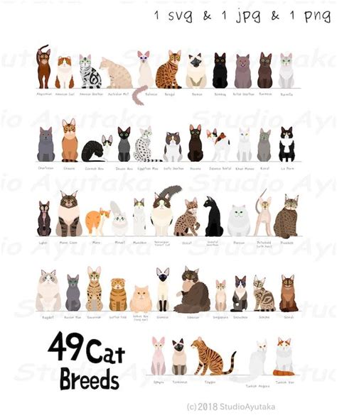 49 Breeds Of Cats Chart Svg  Png 1620 Etsy Hayvan Kedi Resim