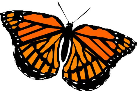 Monarch Butterfly Outline Clip Art Library