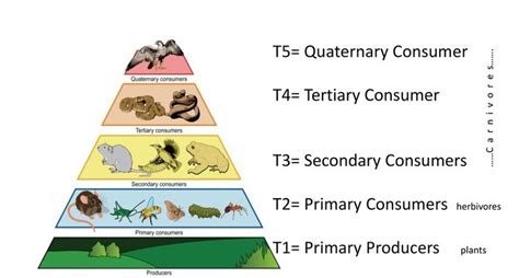 In The Given Figure The Various Trophic Levels Are Shown In A Pyramid