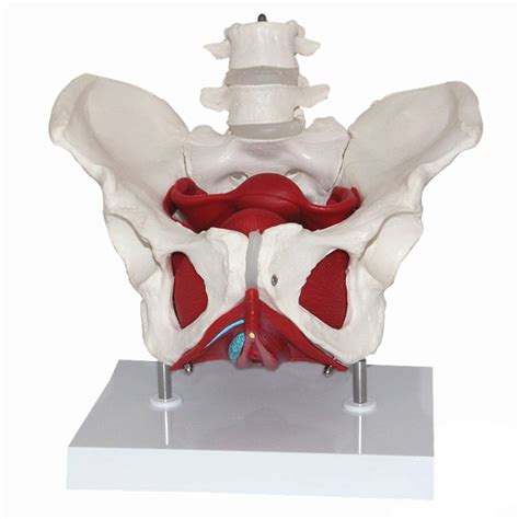 Buy ZCZZ Anatomy Human Anatomy Model Of Female Pelvis Anatomical