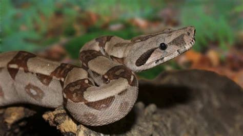 Ver Serpientes Boa Constrictor Animals Around The Globe