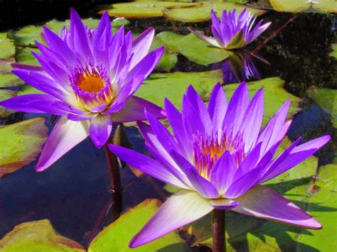 Yes, i'd get them planted. HOW TO GROW WATER LILIES |The Garden of Eaden