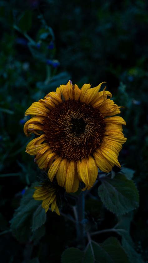 Yellow Beautiful Sunflower 1440x2560