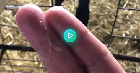 Bottle Fed A Calf Today And The Farmer Said I Should Let The Calf Suck On My Fingers While He