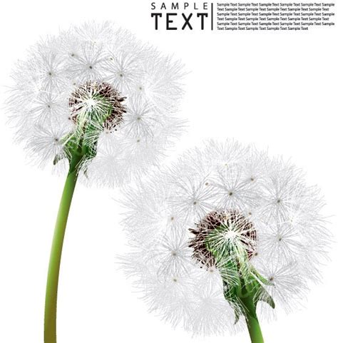 We made this file upon request. Dandelion free vector download (98 Free vector) for ...