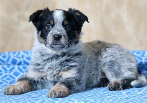 Theo Australian Cattle Dog Blue Heeler Puppy For Sale