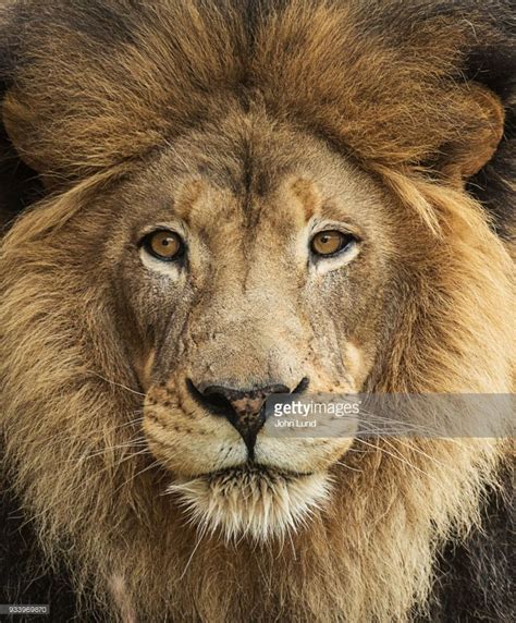 Close Up Face Shot Of A Beautiful Male Lion Male Lion