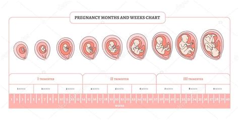 Tabla De Meses Semanas Y Trimestres Del Embarazo Con Etapas De Desarrollo Embrionario