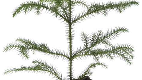 This fungi is actually quite common in soil but often remains unnoticed. How to Get Rid of Mold in Plant Soil | Garden Guides