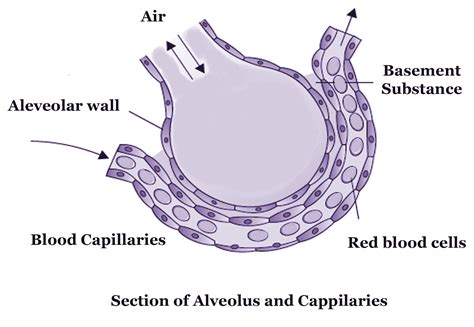Gaseous Exchange Between Alveoli And Capillaries Resp