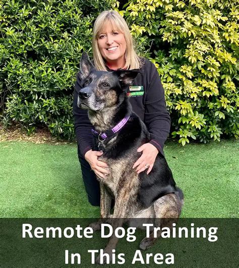 Home Dog Training Romford And Ilford Bark Busters