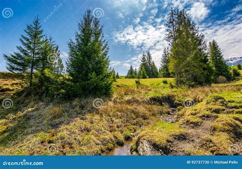 Mountain Stream Among The Forest On Meadow Stock Photo Image Of