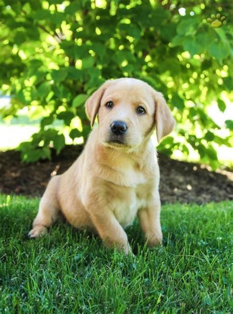 It'll help the two of you bond and communicate. Savannah - Labrador Retriever Puppy for Sale in Mill Hall, PA | Lancaster Puppies # ...