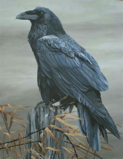 Raven Sitting On A Fence Post Quoth The Raven Raven Bird Raven Totem