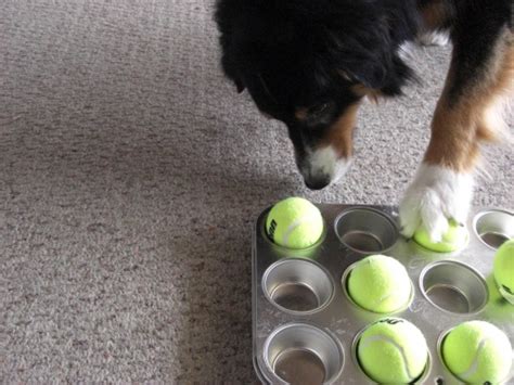 33 Diy Dog Toys From Things Around The House Barkpost