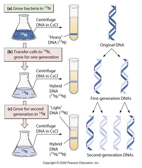 Proses Teori Dan Model Replikasi DNA LENGKAP Generasi Biologi