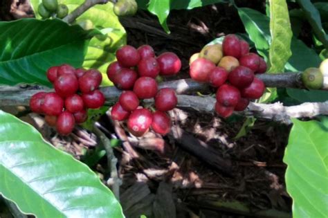 petani kopi robusta tanggamus lampung bertahan  tengah pandemi