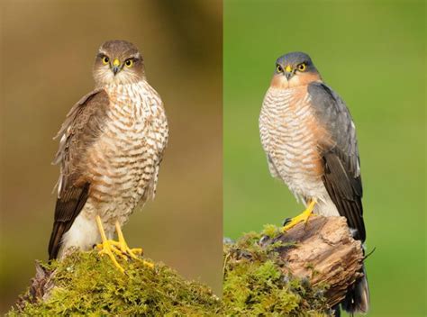 Sparrowhawk Male And Female Sparrowhawk Owl Eagles