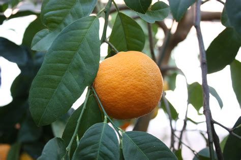 Citrus Reticulata Rutaceae Mandarin Orange