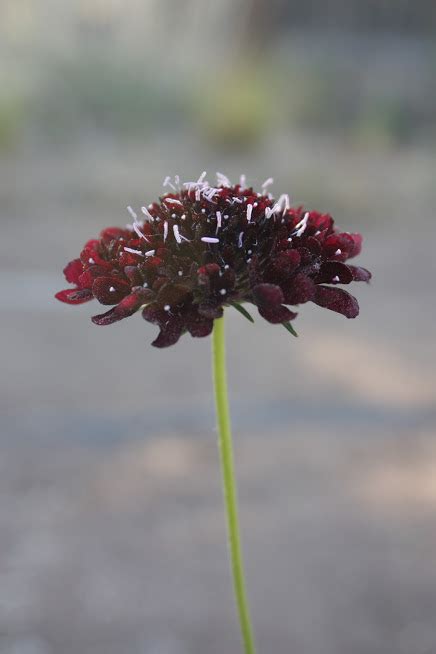 How To Grow Scabiosa Pincushion Flower — The Kokoro Garden