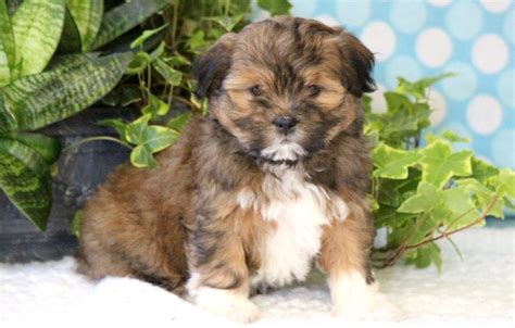 Here are 32 small dogs who make great companions for those who live in apartments or condos. Havanese Puppies For Sale | Puppy Adoption | Keystone Puppies