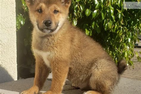 An shiba puppies tend to bark if they should be aware of the breed. Shiba Inu puppy for sale near San Diego, California. | dcc05dc9-5c91