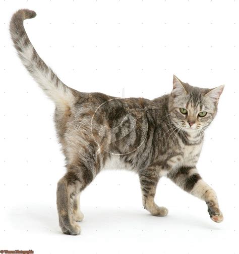 Tabby Cat Walking Silver Tabby Cat Cat Anatomy Cat Reference