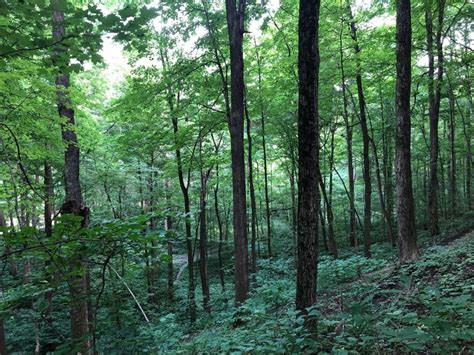 The Salamonie River State Forest Is A Great Place To Explore In Indiana
