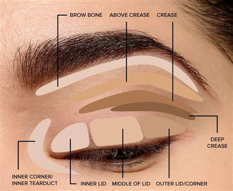 Where To Apply Eyeshadow Eye Makeup Diagram In 2020 Basic Eye