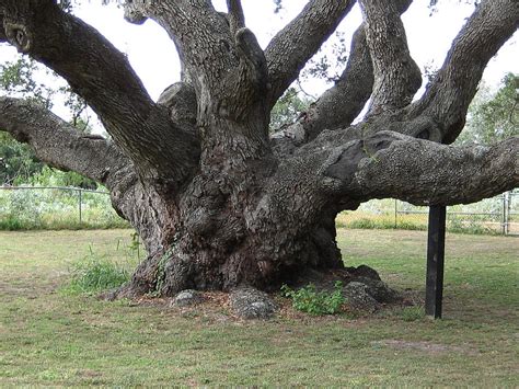 1000 Year Old Oak Tree Photograph By Wendell Baggett
