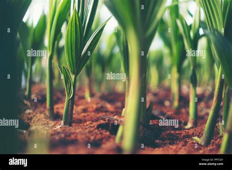 Sprout Of Coconut Tree Young Coconut Seed Germination Green Leave