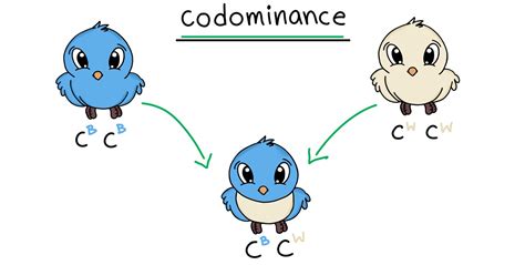 Codominance — Overview And Examples Expii