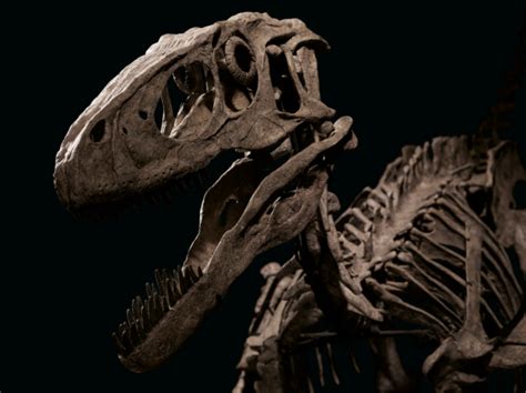 The Skeleton That Inspired Jurassic Parks Velociraptor Sold For 124 Million Maxim