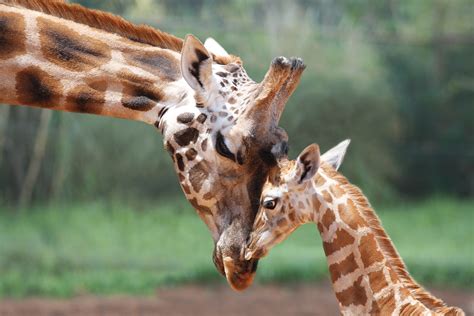 Giraffe Perth Zoo