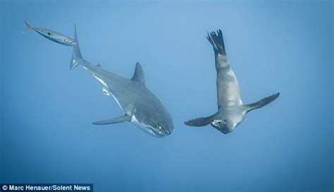 A few sharks were interested and followed it but none of them tried to bite it and it left the area of the boat paddling slow and relaxed, as if there was no we are back at guadalupe island once again, and this 2018 season is still on fire! Sea lion taunts GREAT WHITE SHARK by biting its tail ...