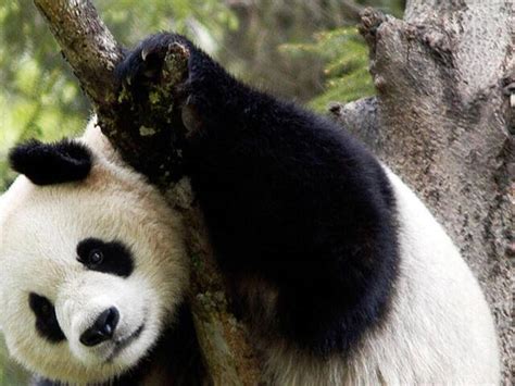 Watch Worlds Heaviest Baby Panda Born In China