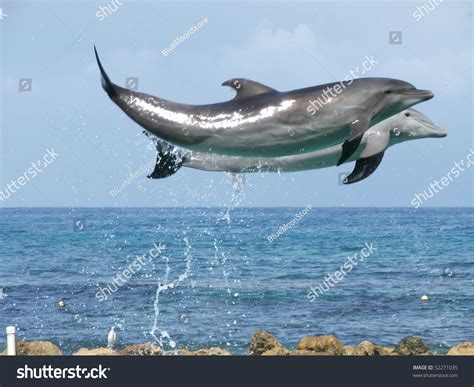 Two Bottlenose Dolphins Tursiops Truncatus Jumping Up Out Of Water