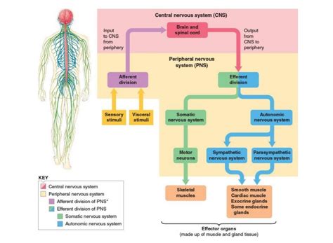 The central nervous system is composed of the brain and the spinal cord. Central Nervous System Diagram / The Nervous System Noba - The nervous system consists of the ...