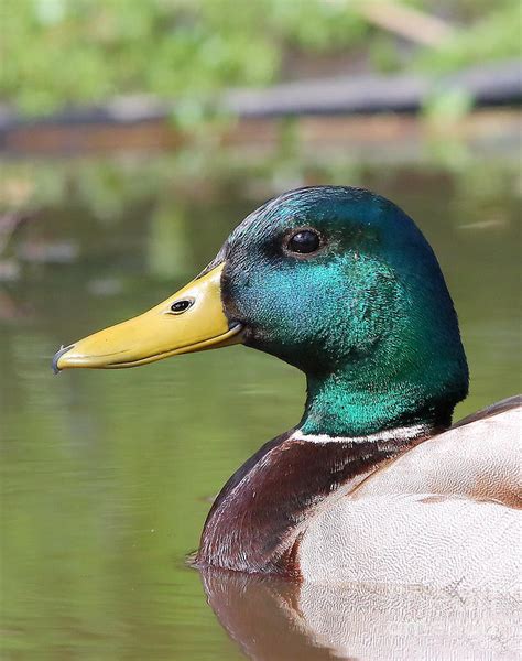 Mallard Duck Profile Photograph By Cheryl Gidding