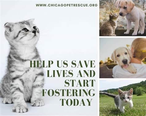 Dogs For Adoption Chicago The W Guide