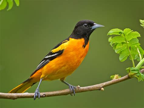 Oriole Photos Of Birds By Common Name By Sid Hamm Finches Bird Pictures