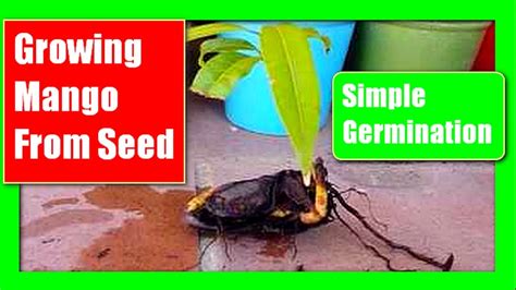Mango Seed Germination How To Germinate A Mango Seed Youtube