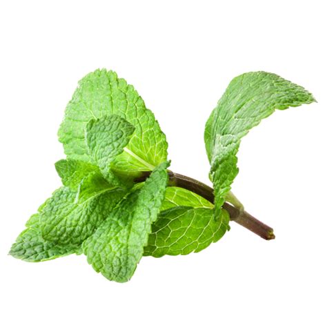 Mint Png Image Hd Png All