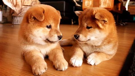 Our Eldest Potats Are 2 Years Old Today 🎉🎂 ️ Shiba Inu Puppies Youtube