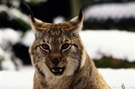 Smiling Lynx By Whitespiritwolf On Deviantart