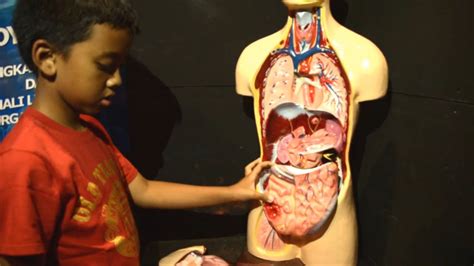 Detail Gambar Susunan Organ Tubuh Manusia Koleksi Nomer 30