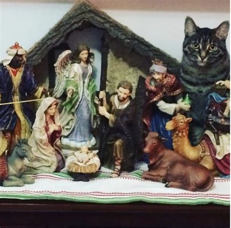 Pin By Darlene Beaty On Amazing Animals Christmas Cats Cute Cats