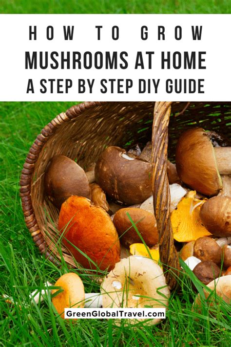 How To Grow Mushrooms At Home A Step By Step Diy Guide Travel News